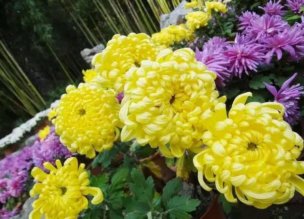 著名主持人小薇朗诵《九月的秋菊》作者/陈淑侠 主编/胡琴
