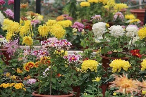 著名主持人小薇朗诵《九月的秋菊》作者/陈淑侠 主编/胡琴（图3）