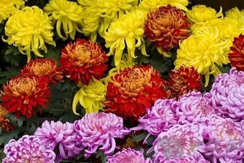 著名主持人小薇朗诵《九月的秋菊》作者/陈淑侠 主编/胡琴（图5）