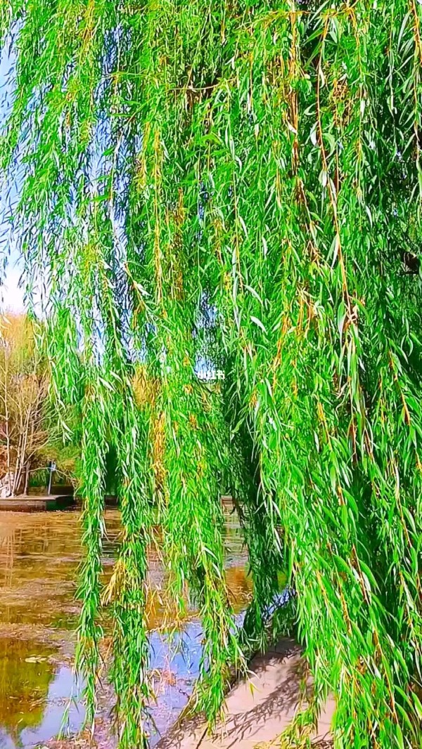 【红色文化】名师作品/主编:润牙子（图4）