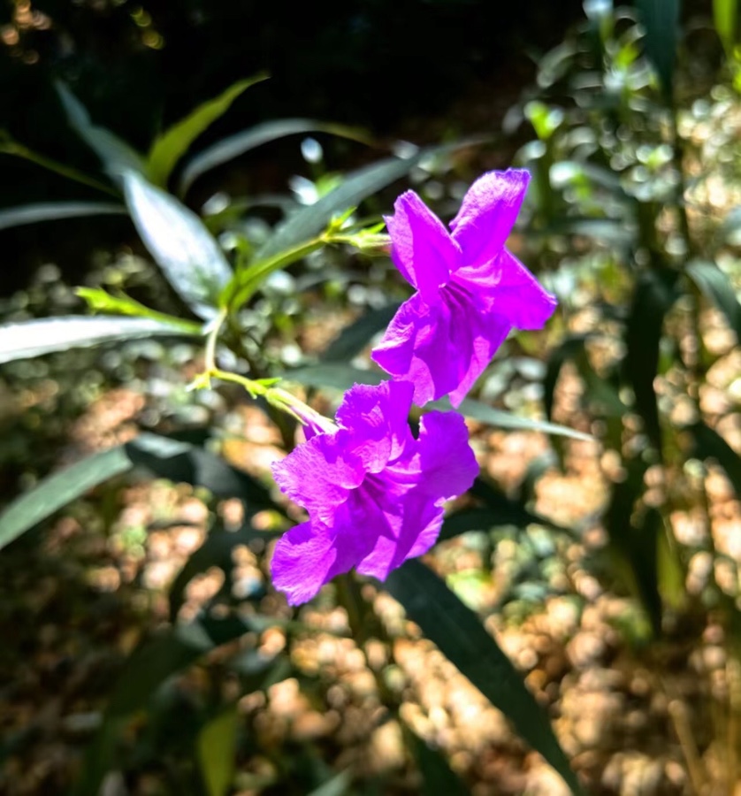在奔跑中沐秋丨图/文 ．蒋卫平（武汉）
