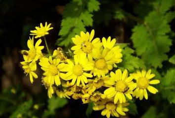 七绝·为盼（文/冯清明）……莲叶之珠文学社