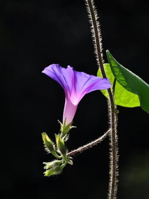 行香子·牵牛花语（文/许碧霞）……莲叶之珠文学社