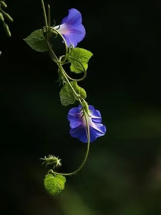 行香子·牵牛花语（文/许碧霞）……莲叶之珠文学社（图6）