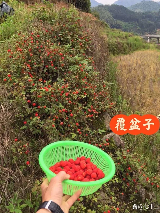 江西作家王淑霞《最美的野果》（图3）