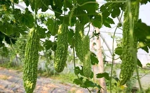 【明心文学】申力/苦瓜伴夏秋 主播/舒心快乐(图3)