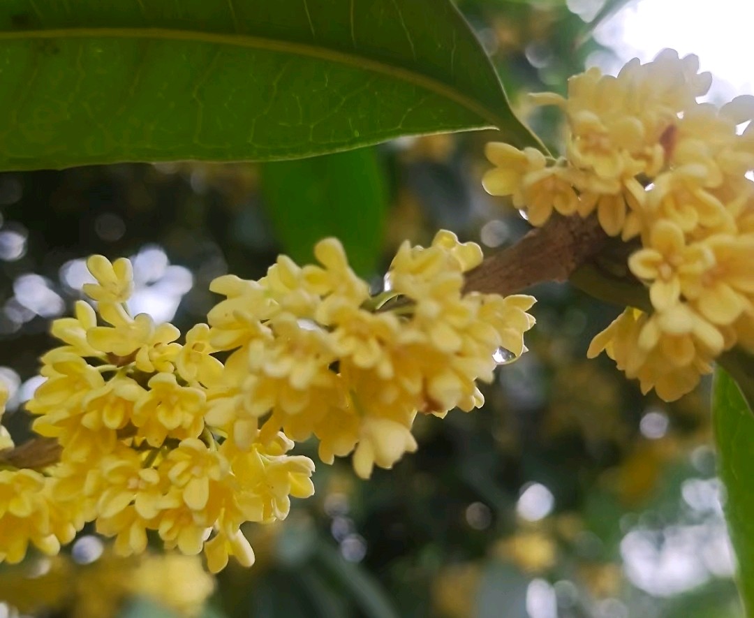 迟桂花（外一首）