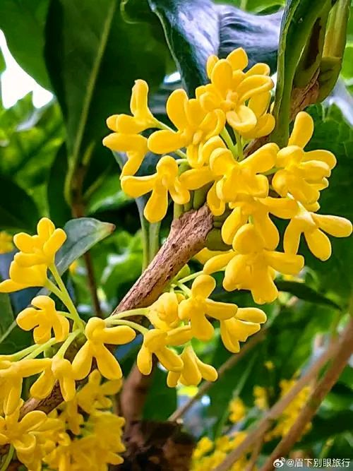 《秋天诗词》左书谔老师每天经典（图5）