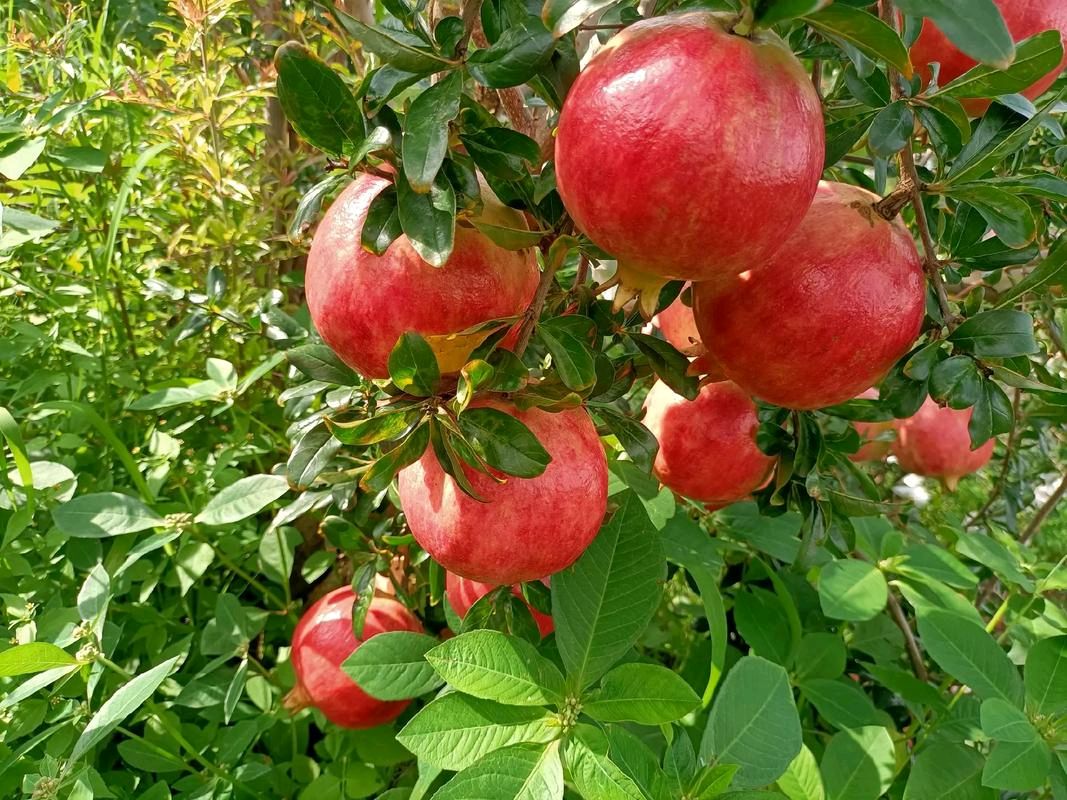 《秋天诗词》左书谔老师每天经典（图3）