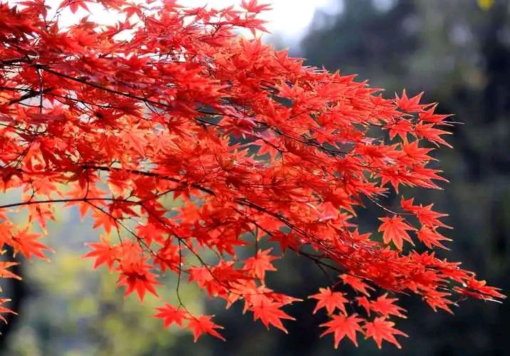 《秋天诗词》左书谔老师每天经典（图7）
