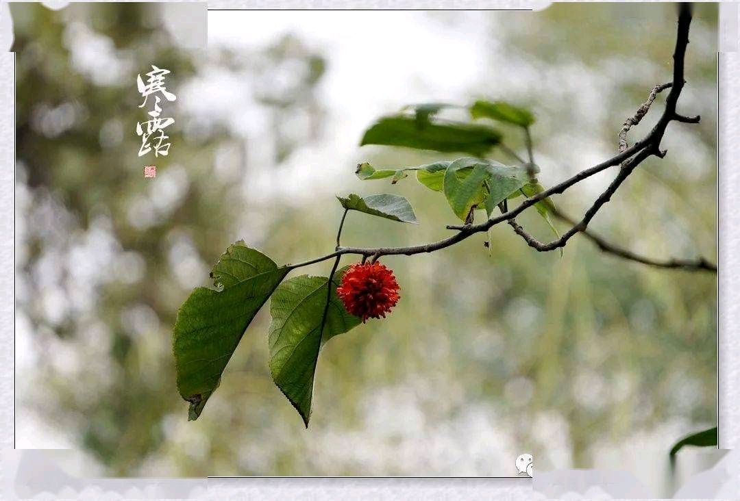 寒露有吟金夜（兰州）（图4）