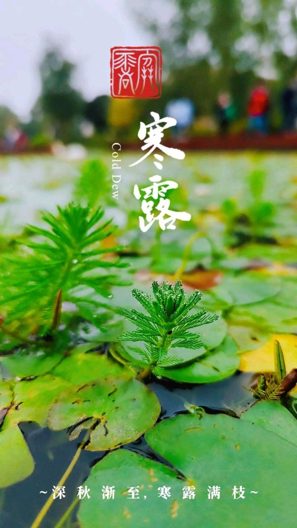 孙世元两首原创诗词【雨霖铃】【永遇乐】001期（图5）