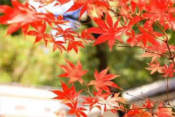 五绝·秋叶恋枝有题（文/冯清明）……莲叶之珠文学社