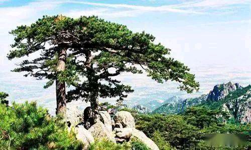 华夏流水诗社/王俊杰老师专辑(22)（图2）