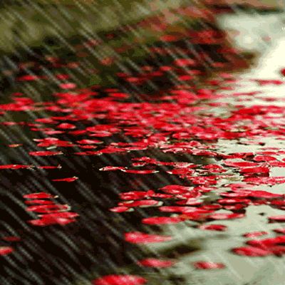 自由体《夜雨诗梦》文/郑金波（图2）