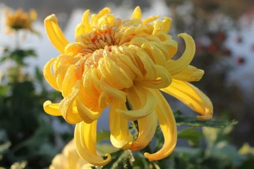…寒露节，诗六首…文／王铁忠（图4）