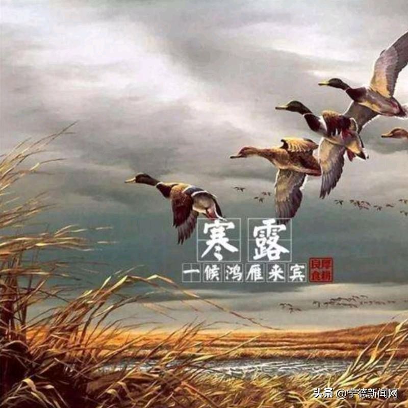 左书谔老师的个人专辑【寒露】(图13)