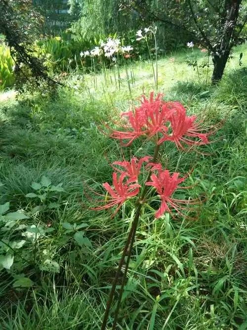 【都市文坛撷英】赵增军诗词欣赏（图7）