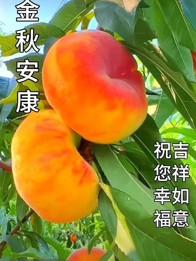 《九江文学社：北京头条》《寒露节气》专刊（图5）