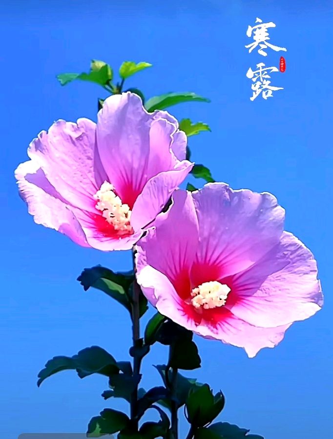 《九江文学社：北京头条》《寒露节气》专刊（图13）