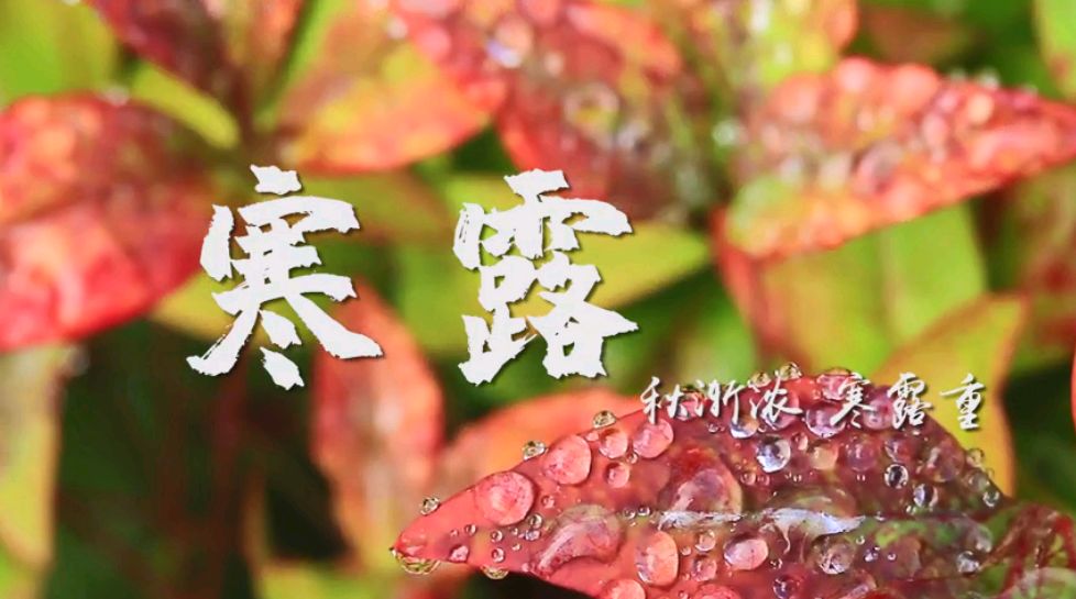 七绝《甲辰寒露节气抒感》十二首 作者/许日辉 诵读/傲雪红梅 金南如兰馨睿张丽快线【花雨馨声】第700期（图3）