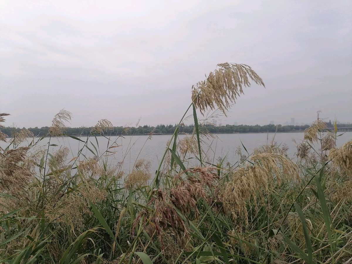 纤夫的和声（外一首）
