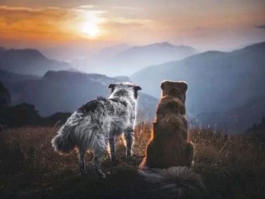 《许峰诗歌研究院》同题诗《咏忠犬》专刊【总第236期】（图4）