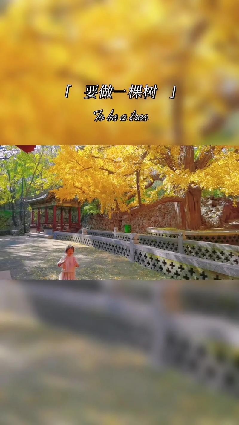 索菲、荔琴、北岸朗诵:如果有来生(图2)