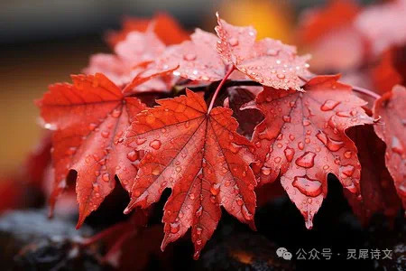 灵犀诗文乐园联诗. 闲庭小苑飘落红(图3)