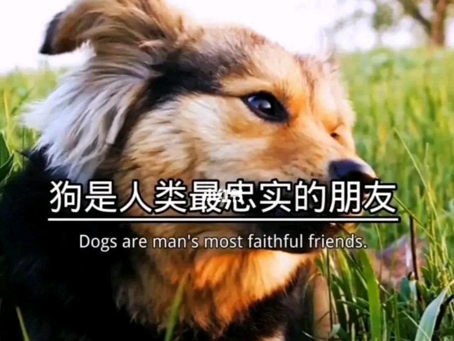 《许峰诗歌研究院》同题诗《咏忠犬》专刊【总第236期】（图9）