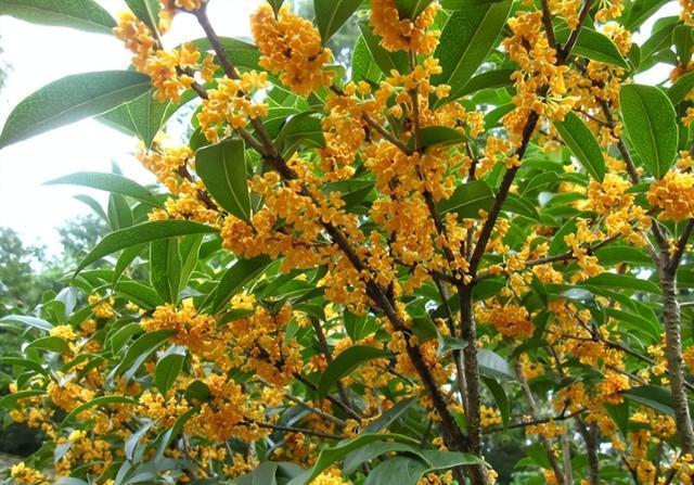 【北京头条】分享（湖南）优秀诗人黄明晃先生《中秋节咏中秋》外二首请欣赏（图7）