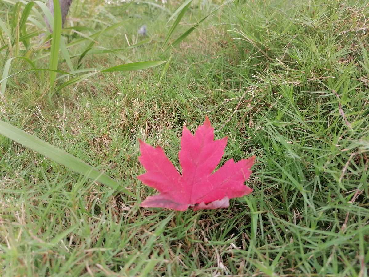 重阳节抒怀