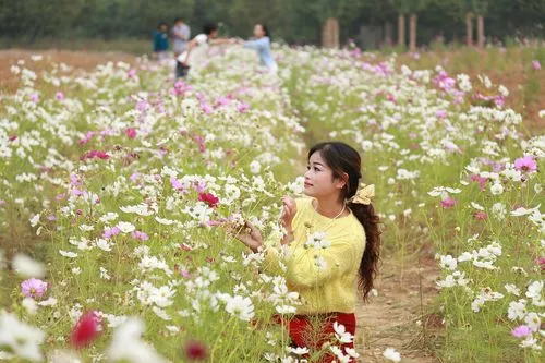 【新山东文学社】《又是一年桂花香（外一首）》作者/香香 主播/鲁怡秀凤（图5）