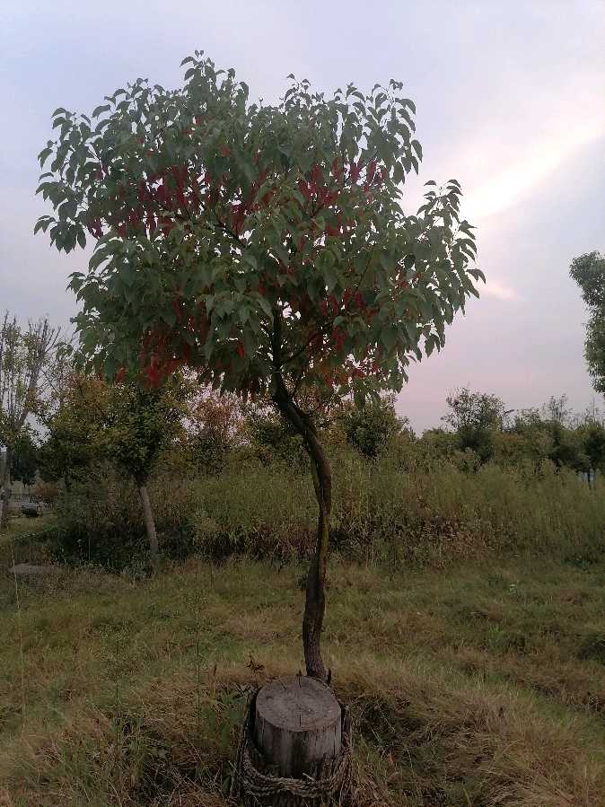 楼前唯一的绿地（图2）