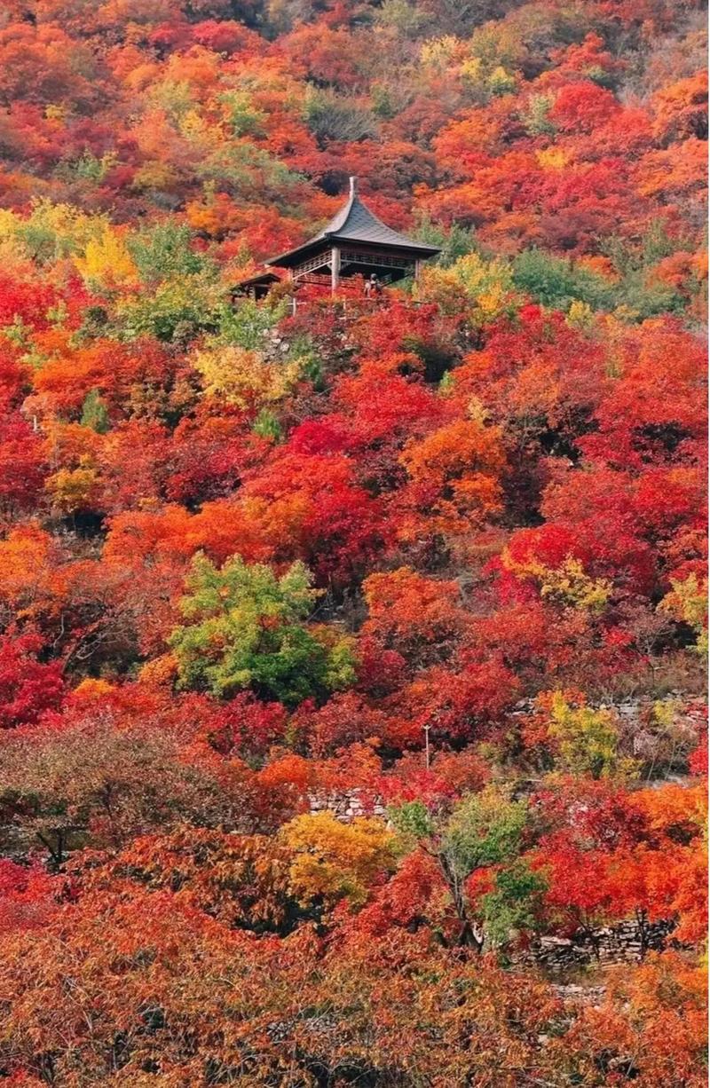 江城子-重阳节坡峰岭登临赏寄～词||刘瑞宝（图13）