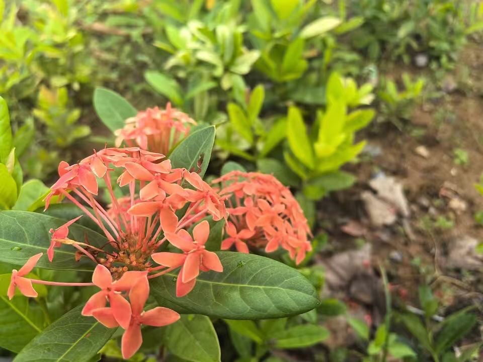 仲秋诗词三首丨许建军