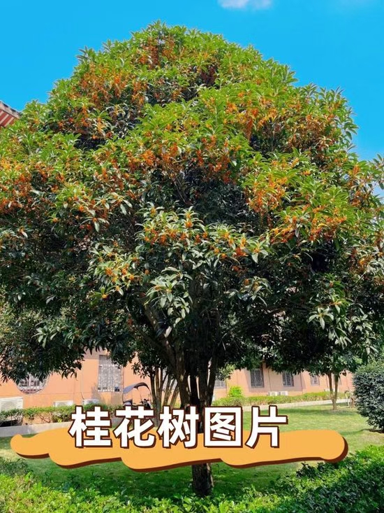 七绝·秋花感意/七绝·咏菊（文/冯清明）……莲叶之珠文学社（图4）