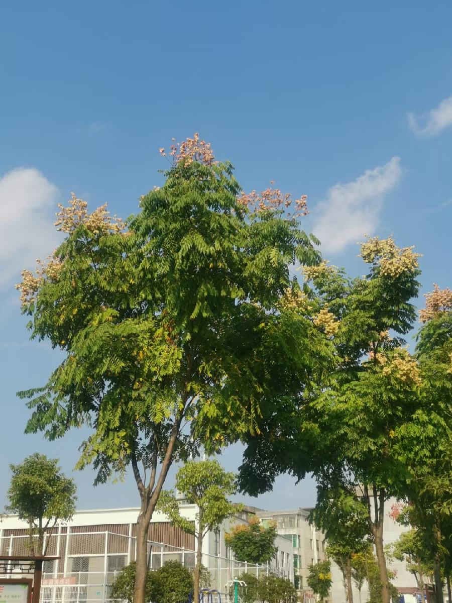 暮秋对话栾树花（文/许碧霞）……莲叶之珠文学社