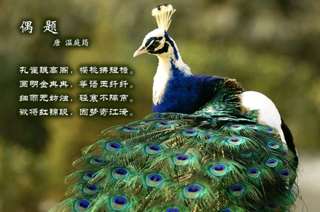 《刘文波诗词创作古诗七律》作者:刘文波 [中国现代诗歌文化传媒]（图8）