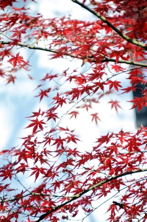 【金秋美景诗词集】作者·左书谔（青岛）【红色文化传媒】主编·润牙子（图8）