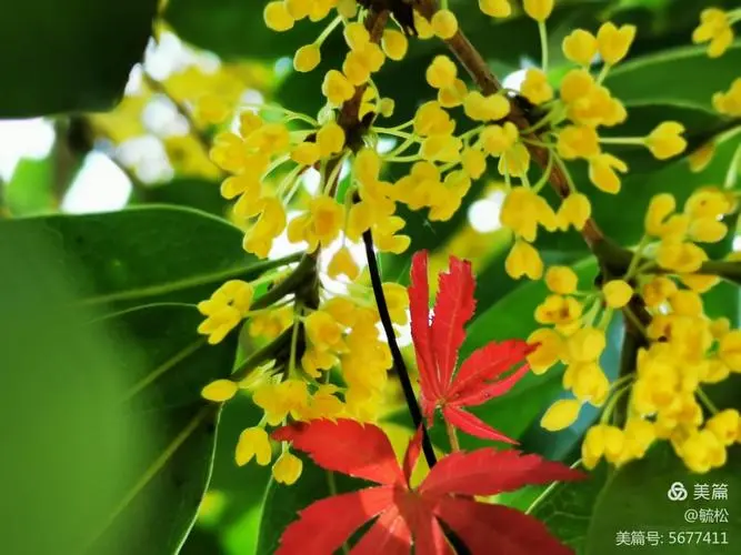 【金秋美景诗词集】作者·左书谔（青岛）【红色文化传媒】主编·润牙子（图7）