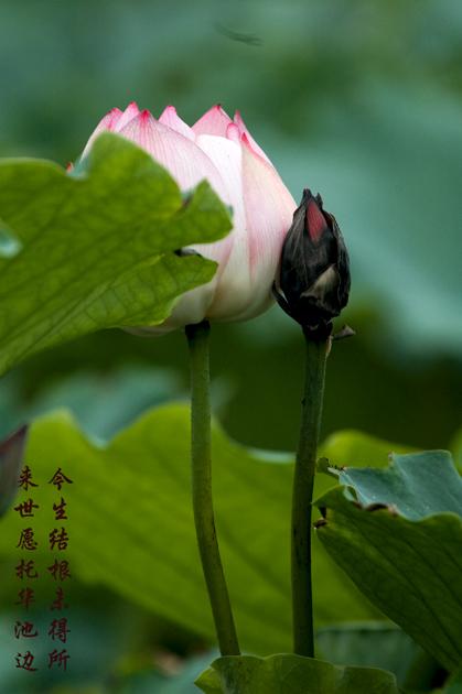 【七律五首】作者·李聿尧（白城）主编·润牙子【红色文化传媒】（图6）