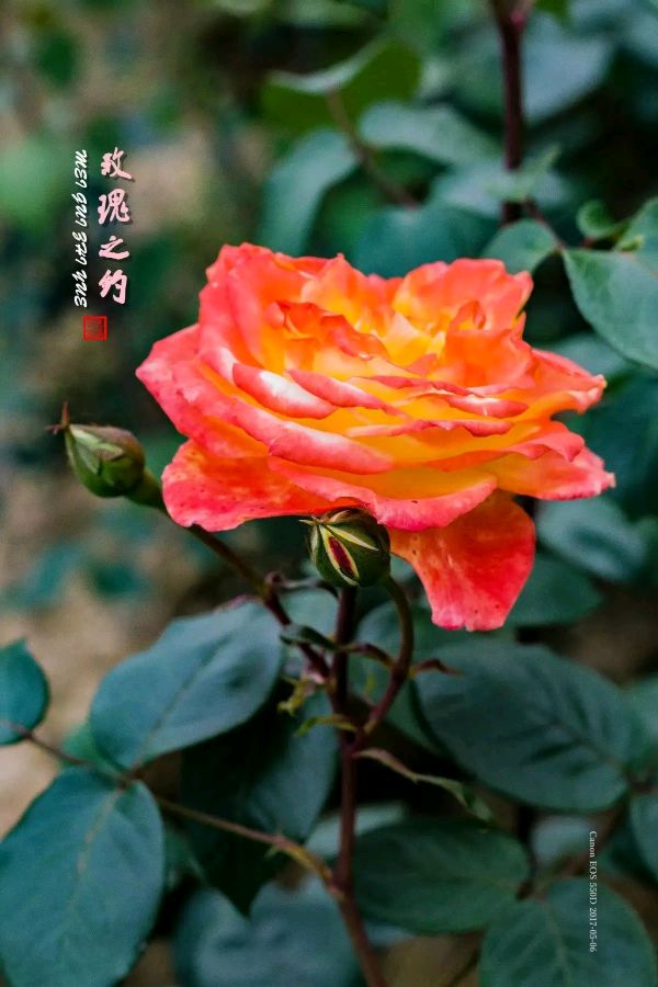 农村大龄男女青年的婚恋难题之探讨～文||文辉（江西）（图14）