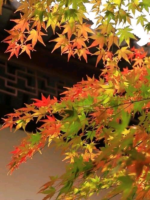 【醉太平词】两首·作者·邓恩平（辽宁）润牙子编辑