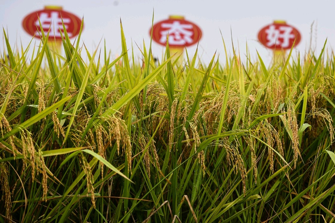 盱眙虾稻米～诗||朱学钊（图15）