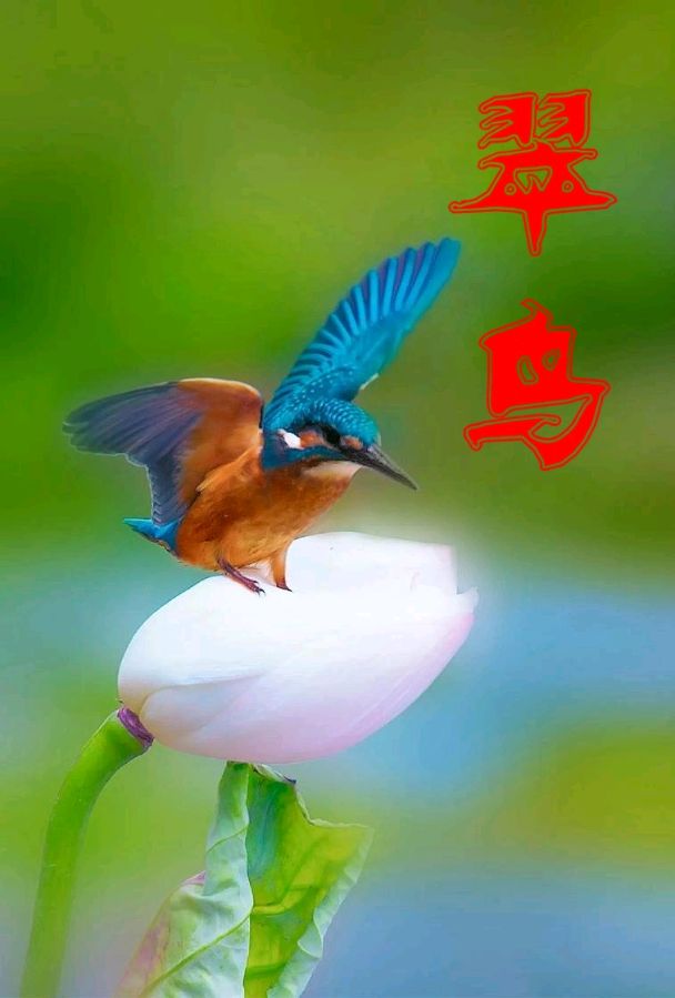 翠鸟～诗||王法林（图9）