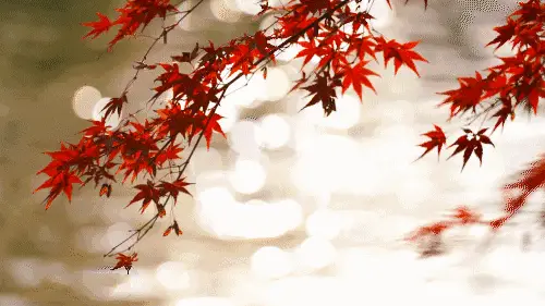 【枫雅汇看图约诗】诗人王书成《07期》（词辑专刊）（图19）