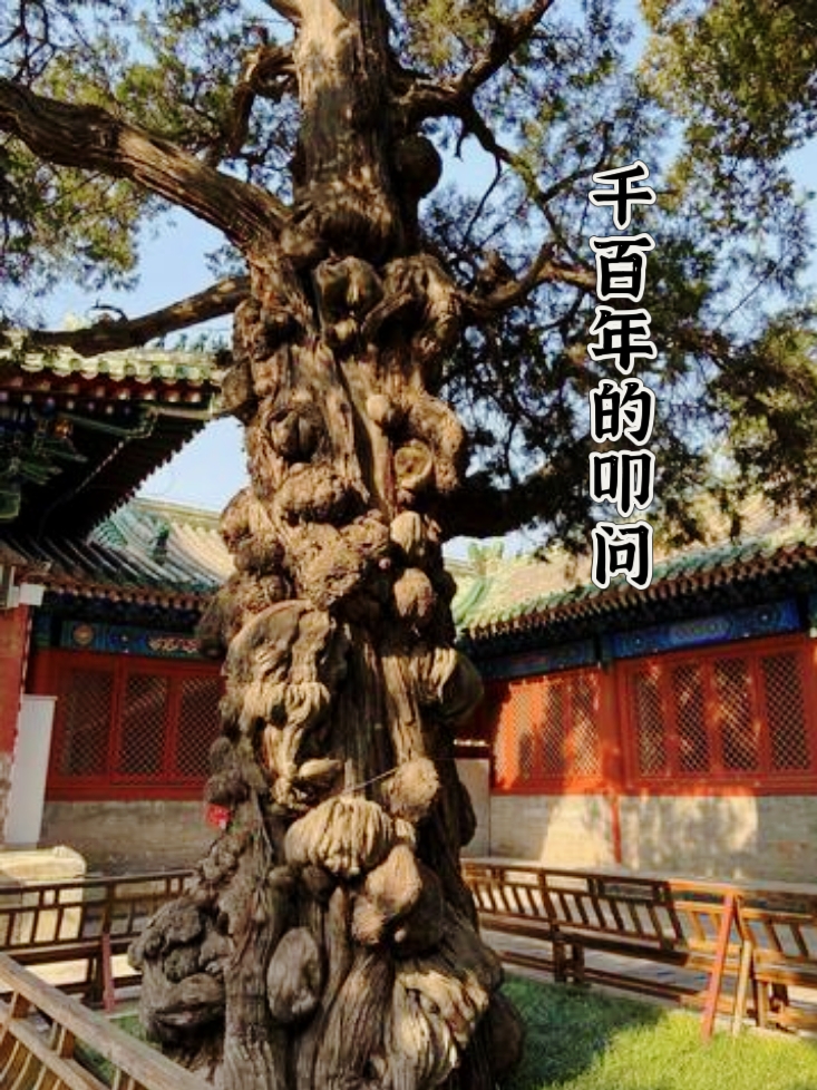刘伙力诗歌《千百年的叩问》 ‖ 合诵 传奇 心太软（图3）