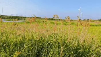 【神都诗社】龙门诗苑第023期《芦花》（图6）