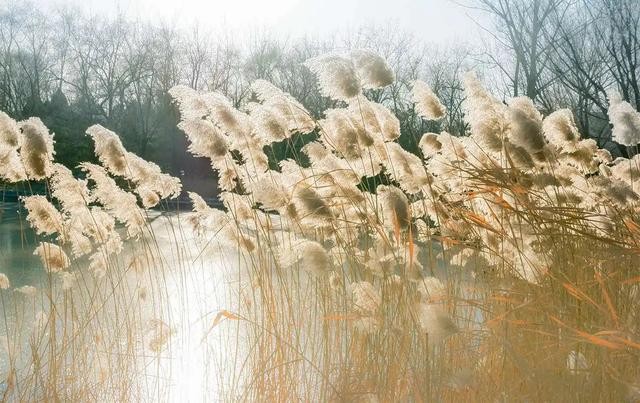 【神都诗社】龙门诗苑第023期《芦花》（图21）